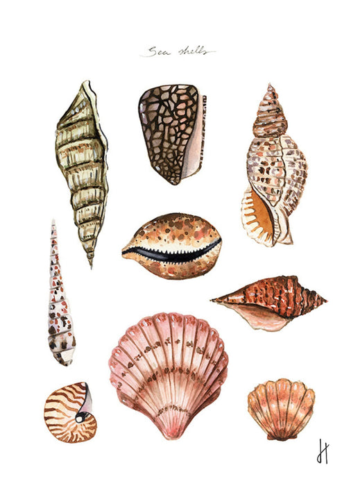 lámina decorativa Sea Shells de inspiración marina con conchas