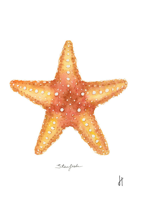 lámina decorativa de estrella de mar Starfish