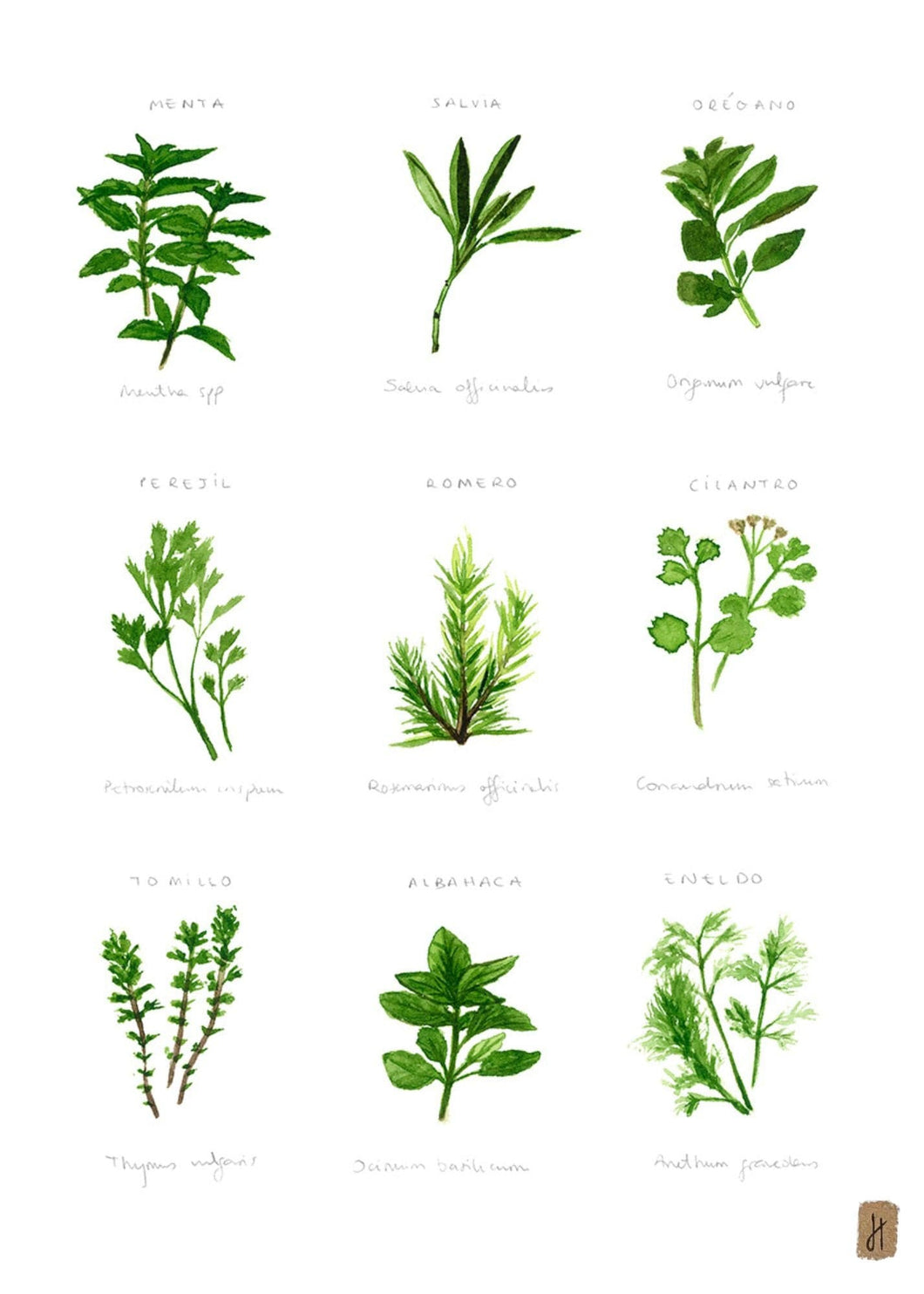 Láminas y pósteres plantas aromáticas y medicinales
